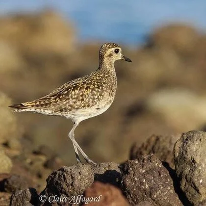 Une nouvelle espèce d'oiseau pour la Guadeloupe a été observée à Sainte-Rose.