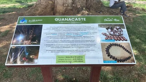Sainte-Rose : Le Guanacaste, un "Géant Vert" au cœur de notre ville