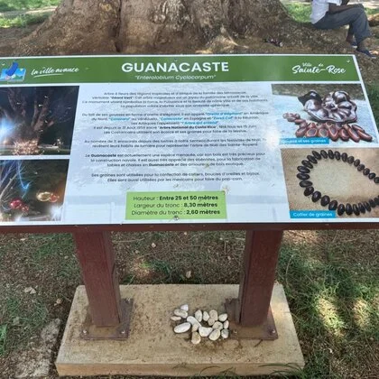 Sainte-Rose : Le Guanacaste, un "Géant Vert" au cœur de notre ville