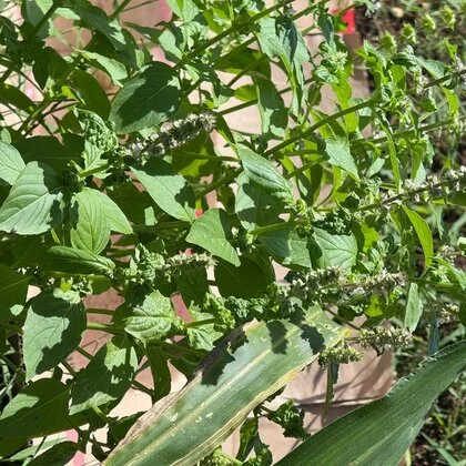 Des nouvelles du jardin de la crèche municipale