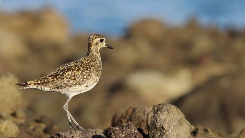 Une nouvelle espèce d'oiseau pour la Guadeloupe a été observée à Sainte-Rose.
