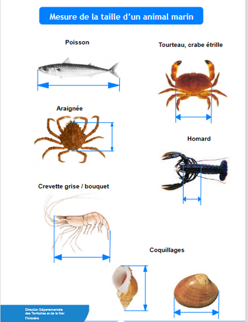 Mesure de la taille d'un animal marin